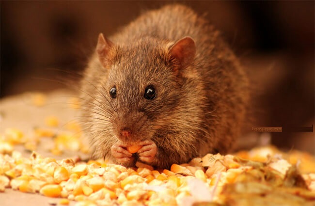 Những điều cần biết về thuốc diệt chuột Killrat - ưu điểm của thuốc diệt chuột killrat