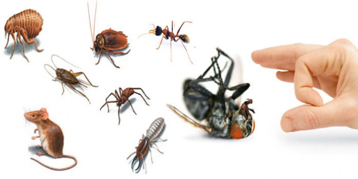 dịch vụ diệt trừ côn trùng