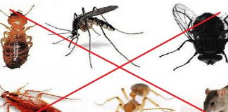 dịch vụ diệt côn trùng