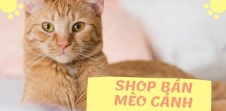 Danh sách các shop bán mèo cảnh ở TPHCM