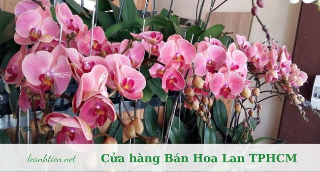 Lan Hồ Điệp ORCHIDS WORLD