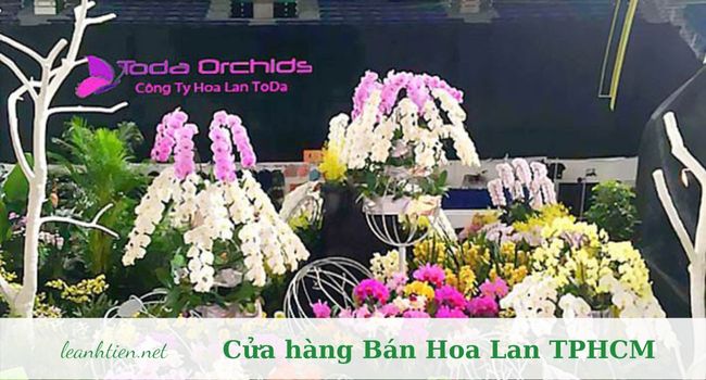 ToDa Orchids