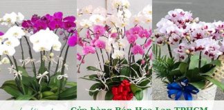 Danh sách cửa hàng bán hoa lan TPHCM